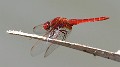 J14_1286 Crocothemis erythraea male